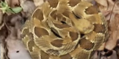 Charlottesville snake